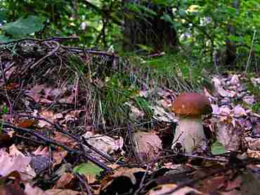  Image name: 240 Porcino.jpg 
 width: 370 pixel 
 height: 278 pixel 
 Size: 14623 bytes 
 Click to enlarge 